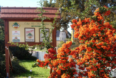 Weihnachtsbaumverkauf in Pesterwitz